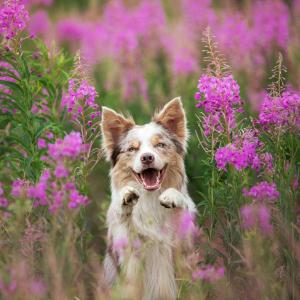 Top Dog Film Festival 