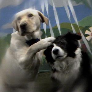 A golden labrador with his paw on the head of a border collie.