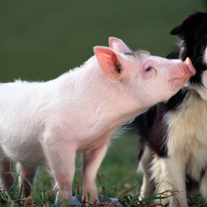 Still from Babe (1995)