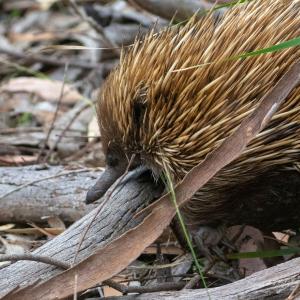 An echidna in the bush in Flinders Chase National Park on Kangaroo Island, South Australia.