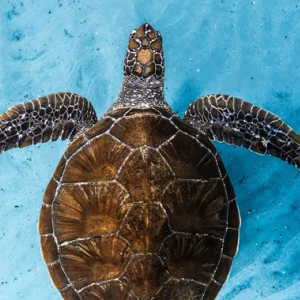 Ocean Film Festival World Tour poster