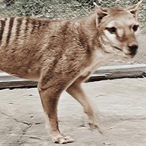 Colourised image of a thylacine in a pen at Hobart Zoo