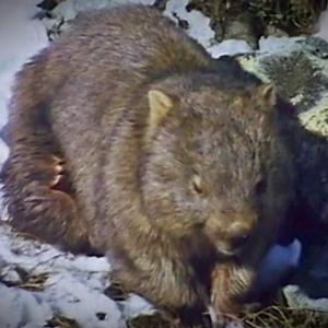 A wombat sitting in a rocky, grassy area covered in snow. 