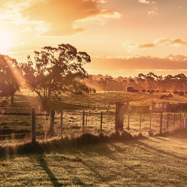 Sunset view of fenced paddocks on a cattle farm in Gippsland in regional Victoria.