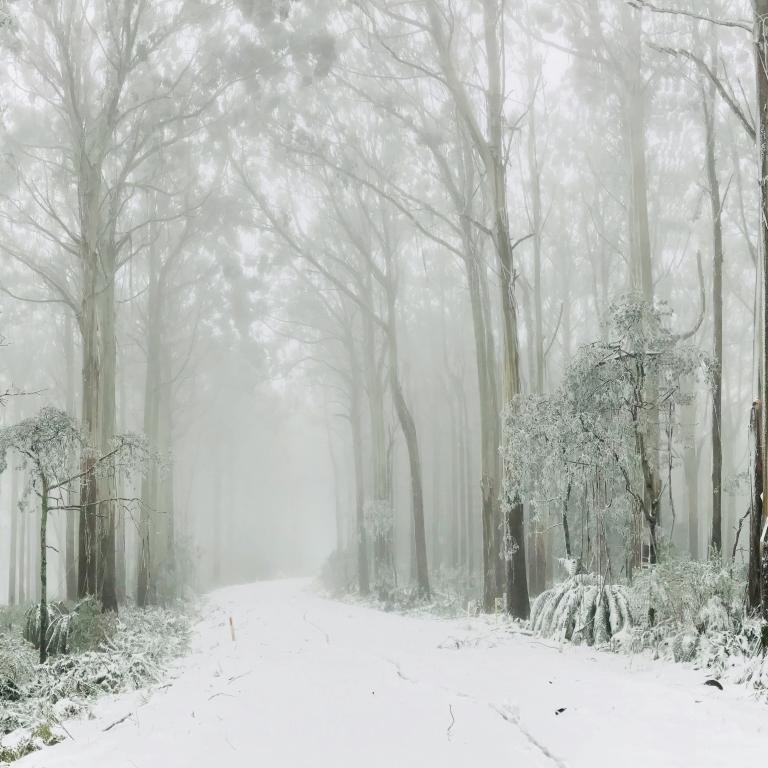 A snow-covered road passing through a misty forest
