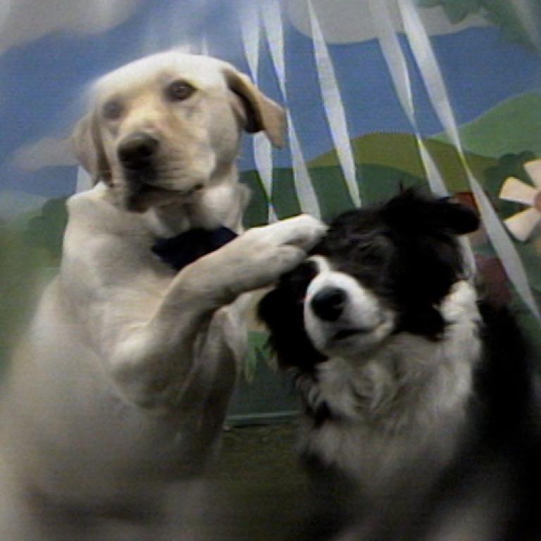 A golden labrador with his paw on the head of a border collie.