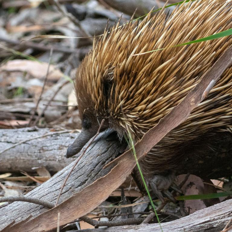 An echidna in the bush in Flinders Chase National Park on Kangaroo Island, South Australia.