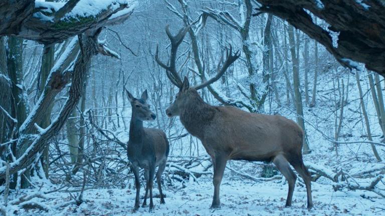 A stag and a deer in a snowy wooded area.