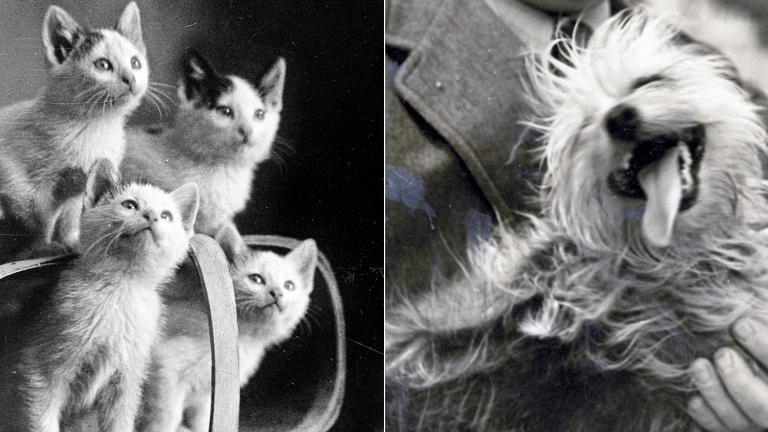 Four kittens looking up out of a basket alongside an image of a dog being held by someone - it has its head tilted sideways with its tongue hanging out.