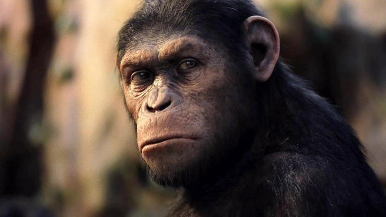 Close up on the face of an ape from the film Rise of the Planet of the Apes
