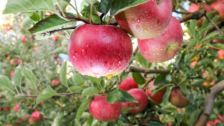 Close up of some red apples hanging from an apple tree.