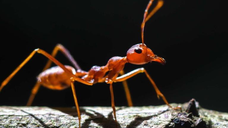 A fire ant seen at close quarters on a branch