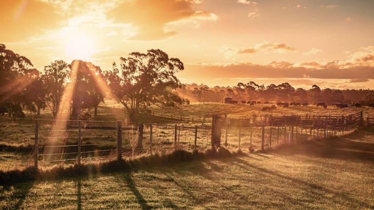 Sunset view of fenced paddocks on a cattle farm in Gippsland in regional Victoria.