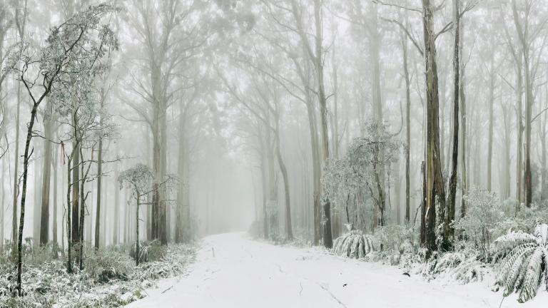 A snow-covered road passing through a misty forest
