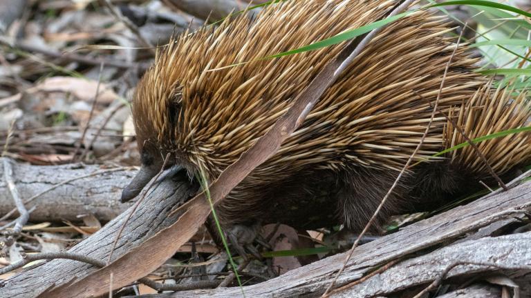 An echidna in the bush in Flinders Chase National Park on Kangaroo Island, South Australia.