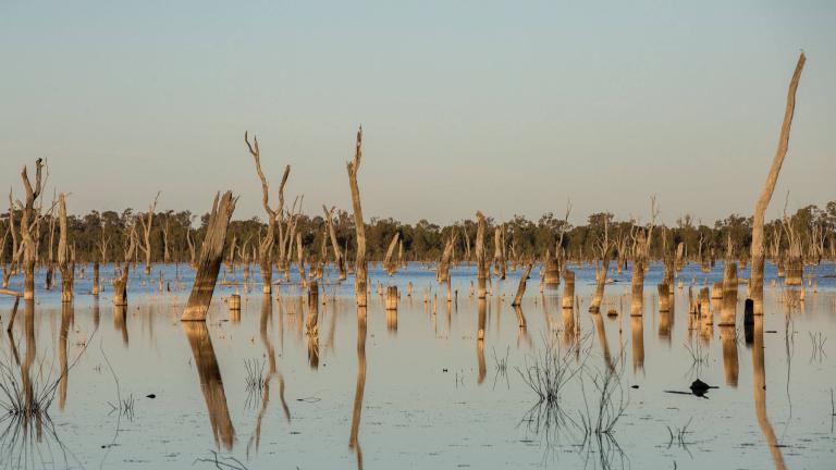 Lake with dead trees