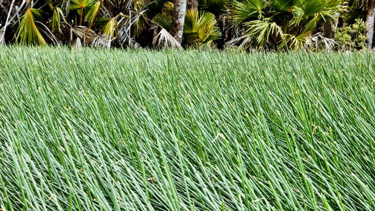 A field of long grasses near the swamps of Ramingining, Arnhem Land