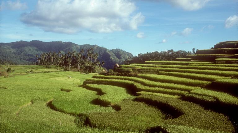 Balinese Rice Terraces Balinese rice terraces