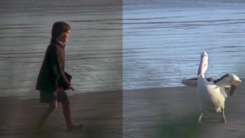 Scene from Storm Boy showing Greg Rowe and pelican on the beach.