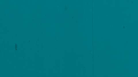 graphic image with white text reads ' faded silver' on a teal background.