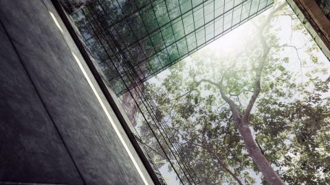 View from next to a tall building looking directly up towards to the sky at some overhanging trees