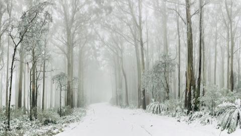 A snow-covered road passing through a misty forest
