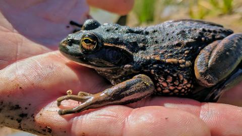 A growling grass frog sitting on the fingers of a man's hand