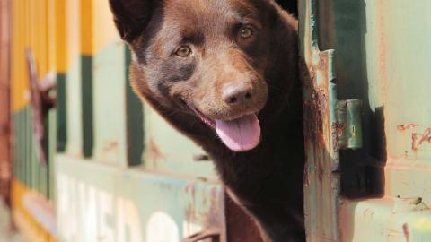 Red Dog, a kelpie-cattle dog cross, pokes his head out of the window of a travelling train