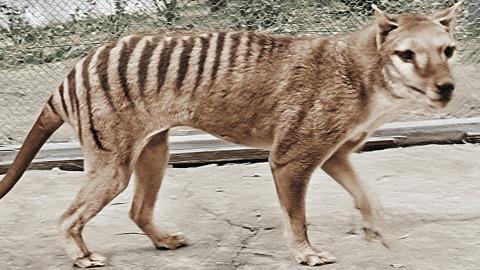 Colourised image of a thylacine in a pen at Hobart Zoo