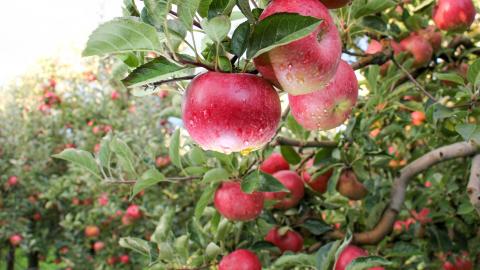Close up of some apples on a tree in an apple orchard