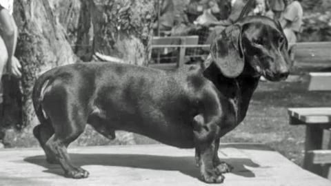 A dachshund dog stands on a judging table at a dog show in Sydney, circa 1940. 