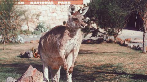 Skippy the kangaroo on a rock with Waratah National Park headquarters in the background Skippy the kangaroo on a rock with Waratah National Park headquarters in the background