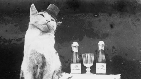 Cat wearing a top hat and sitting next to a small table with champagne bottles and glasses on top.