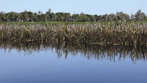 A still of Yolngu Country in Arnhem Land in the Northern Territory with water, long grass, trees and sky.