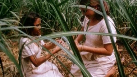 Two young girls sitting and playing in a sugarcane field